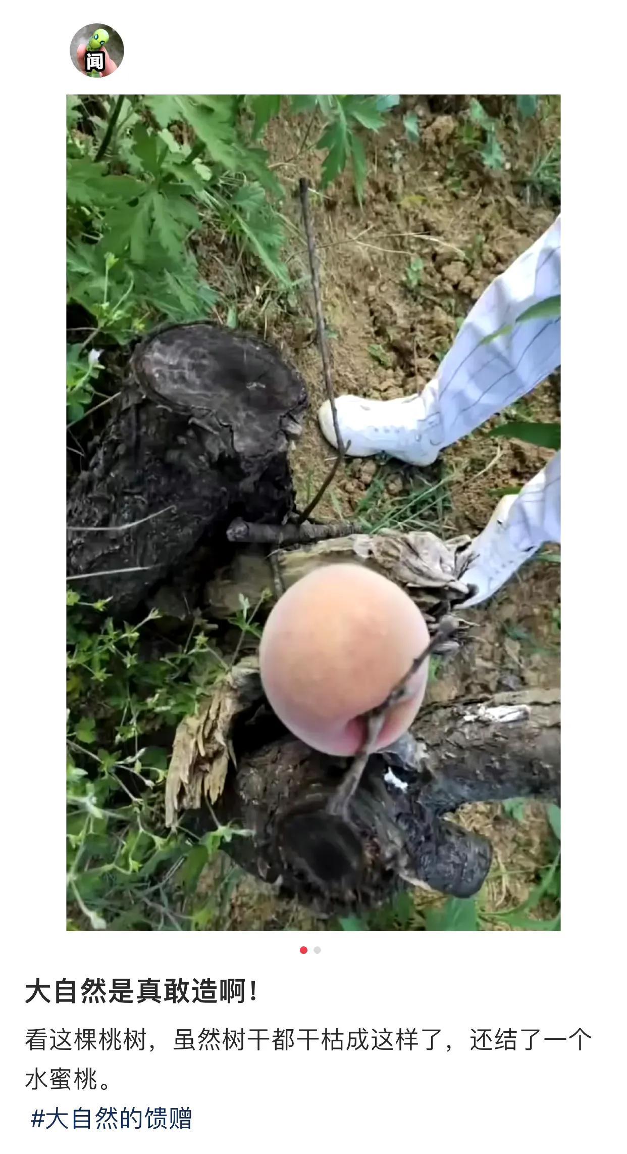 桃树：这是我最后的倔强[酷拽]
整棵树的营养集于一身[我想静静]