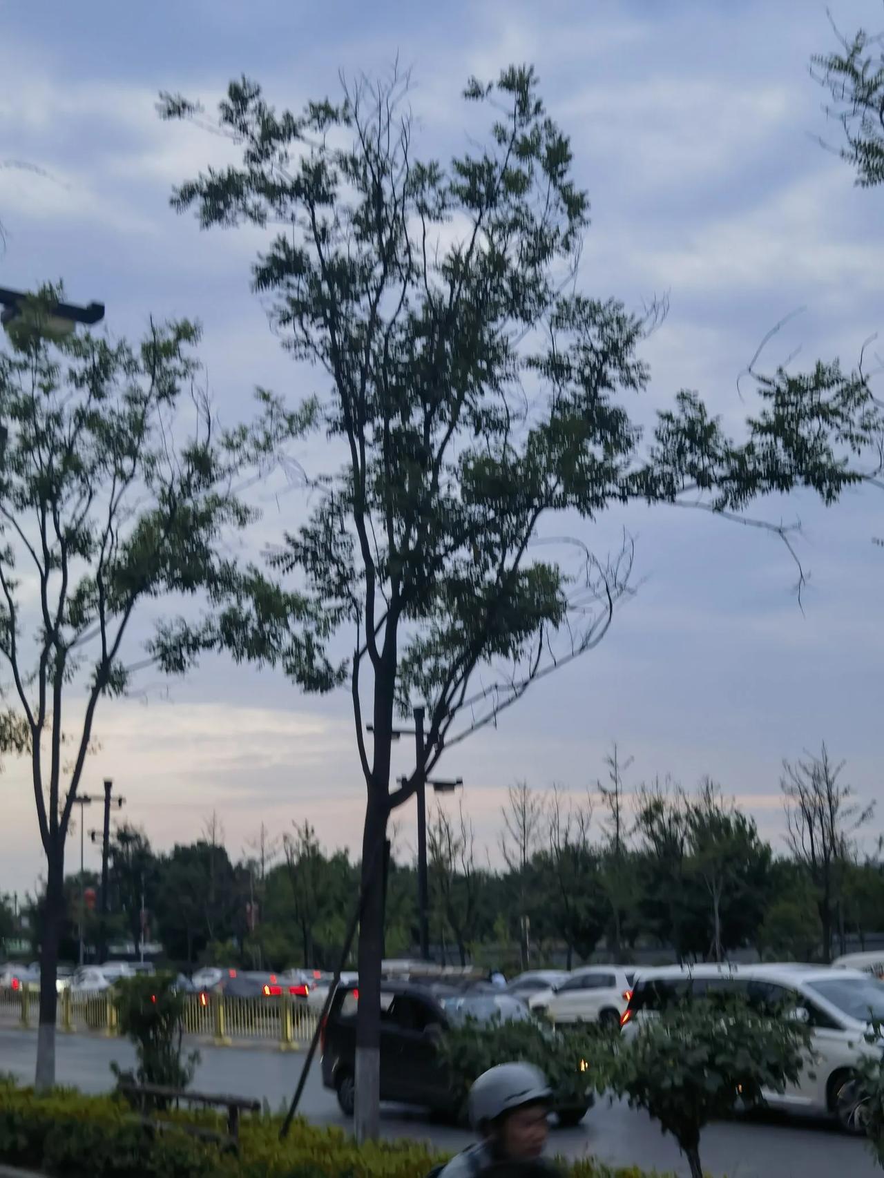 夏日随手拍看看19:20西安大明宫公园上空美景
