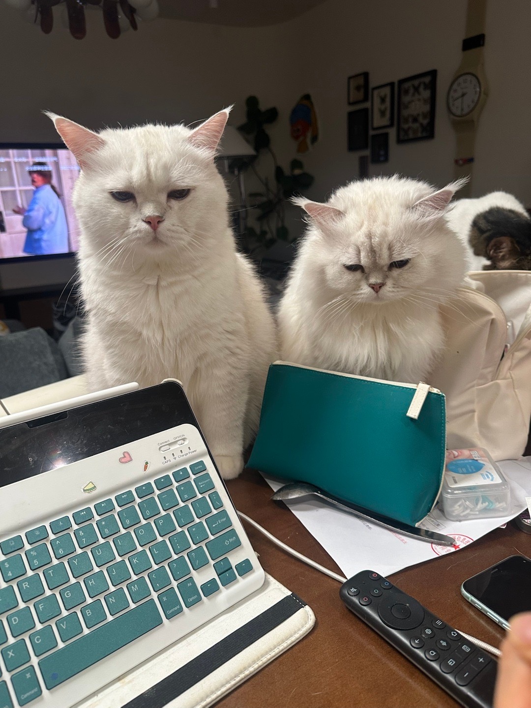 小猫乱尿，我并不会觉得是小猫的问题。我每次都在想是不是我最近哪里惹他不开心了，然
