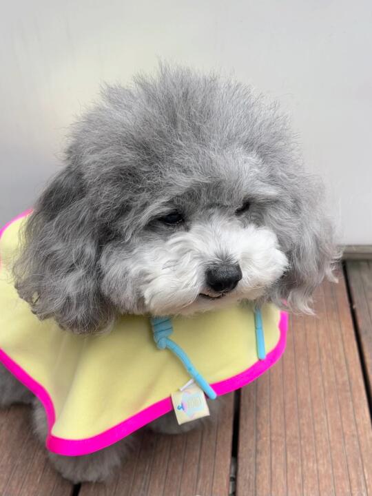 圆圆的脑袋大大耳朵