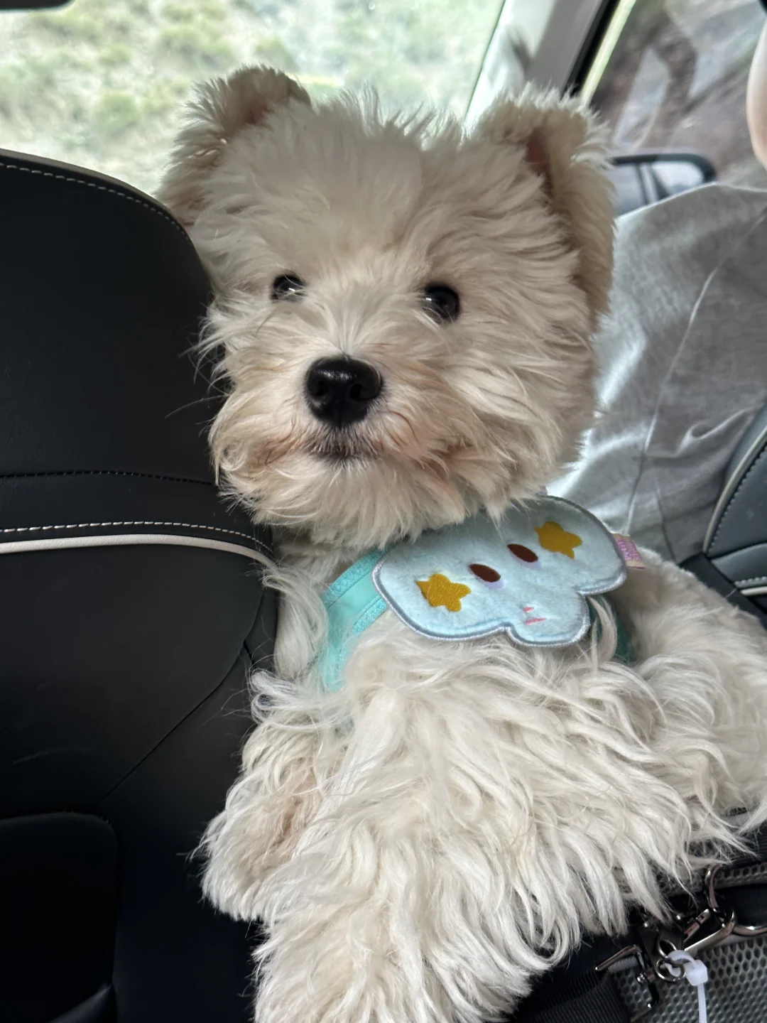 小狗勇闯新疆第七站：潦草穿越S101公路