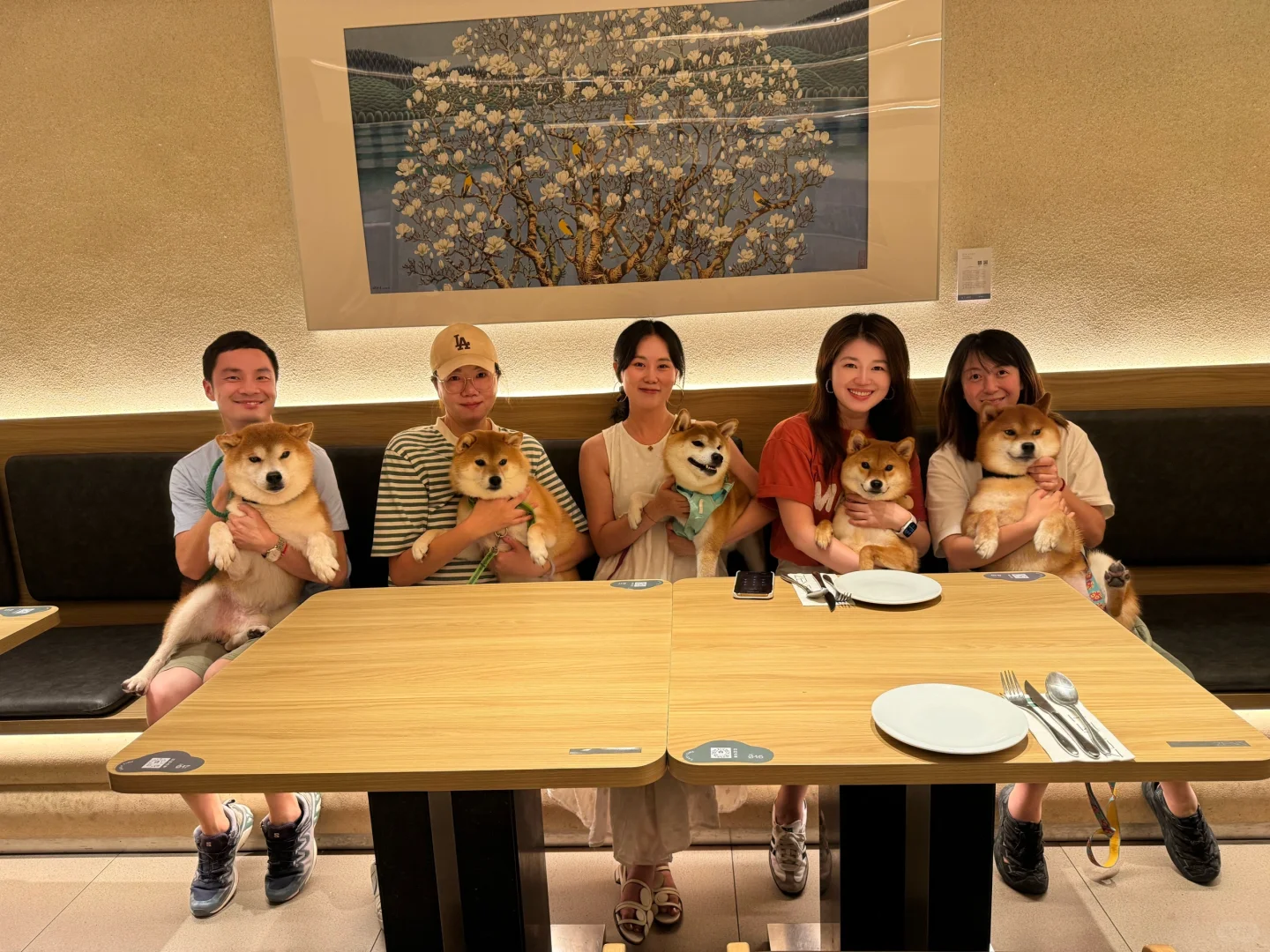 锦秀柴犬上海小小分队集合