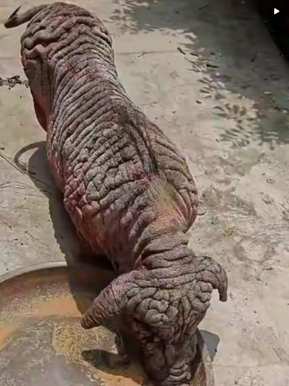 这猪是不是生病了，肉不能吃吗。