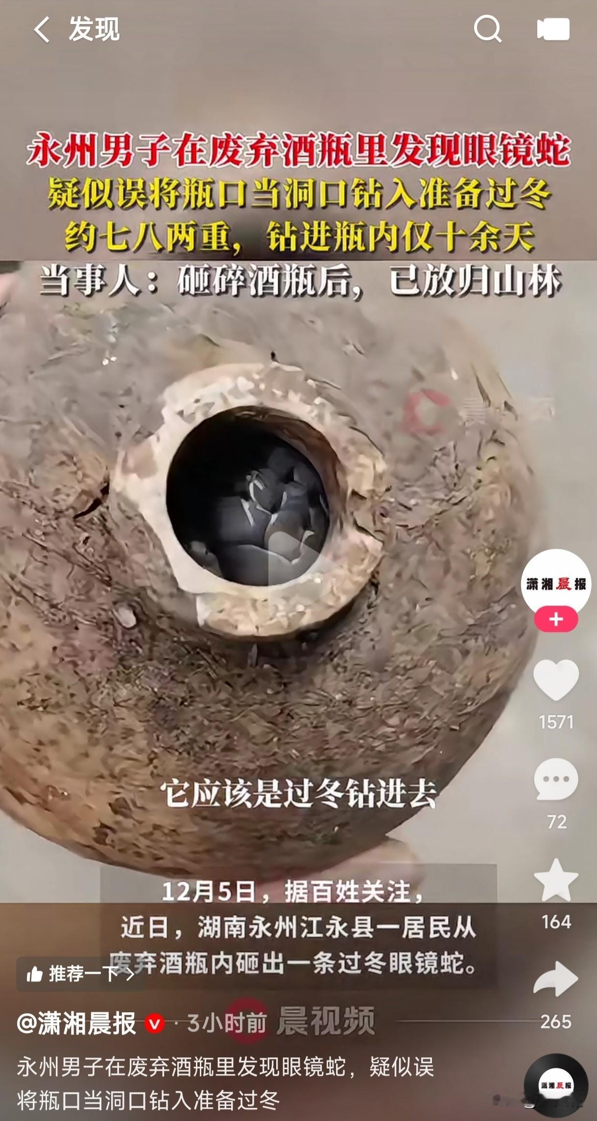 永州男子在废弃酒瓶里居然发现了一条眼镜蛇，这是蛇把瓶子口当洞口了钻入里面准备过冬