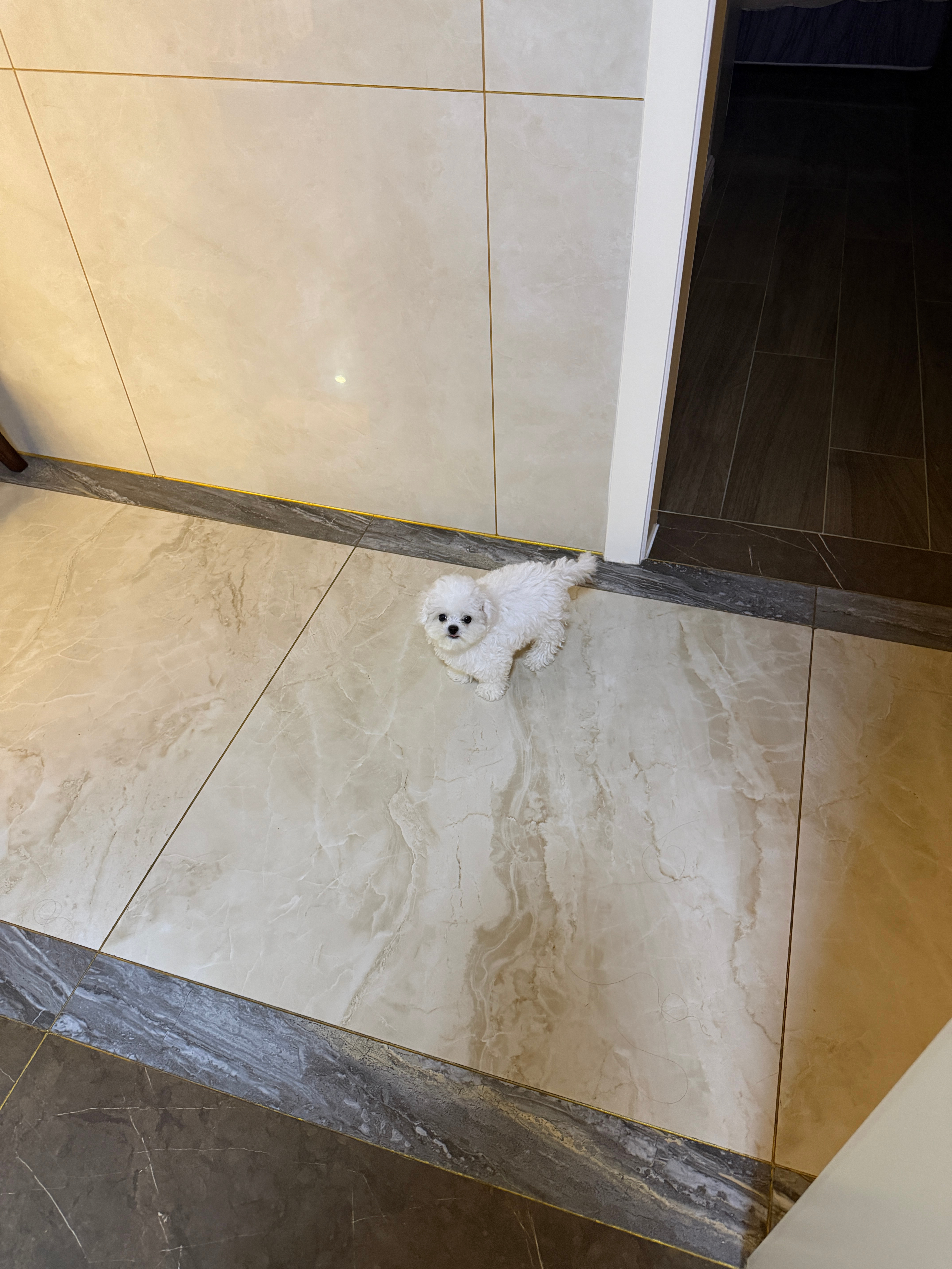 团子你怎么随地大小喷嚏 可爱鼠了 