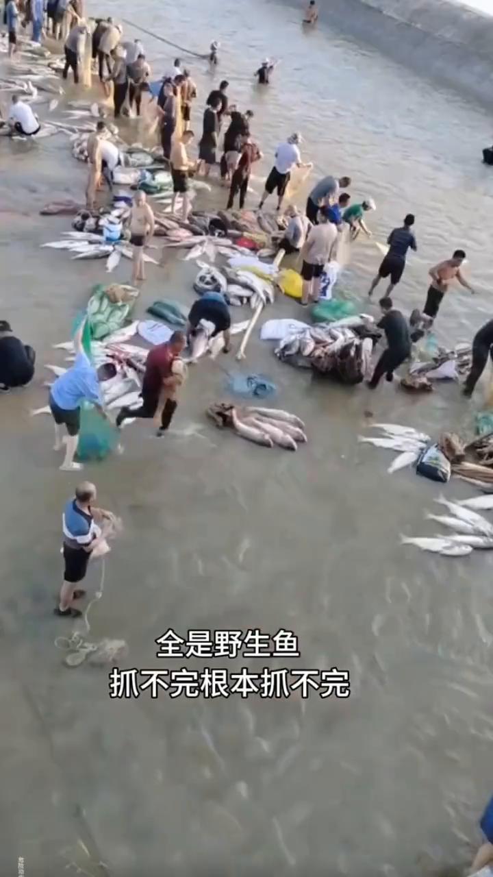 全是野生鱼，抓不完，根本抓不完。