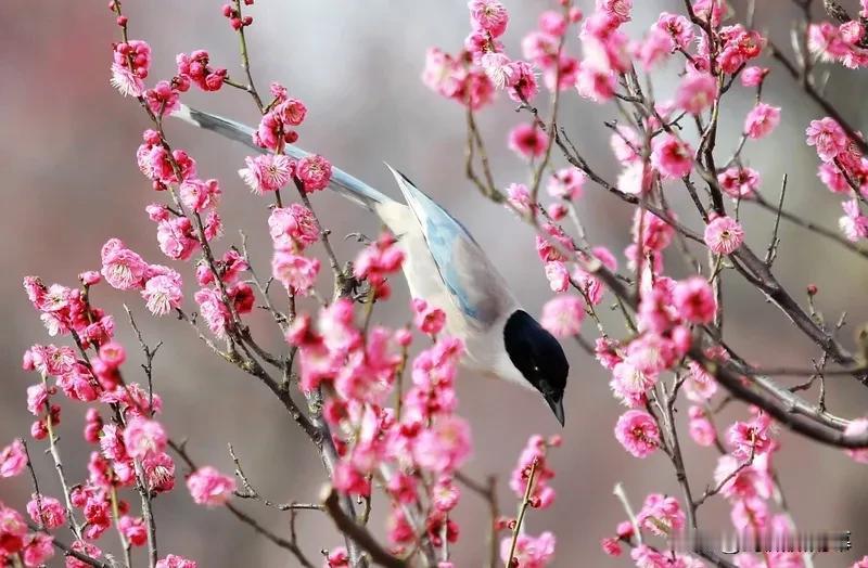 水龙吟 · 春恨

作者：陈亮

闹花深处层楼，画帘半卷东风软。春归翠陌，平莎茸