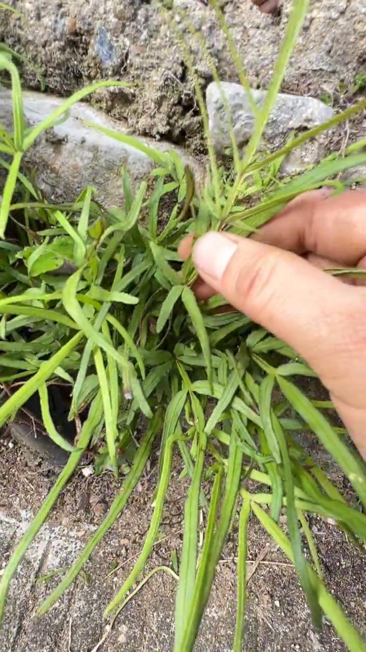 井栏草。
如果你在农村里看见这个植物切不可大意，它是老一辈传承下来的好宝贝，是世