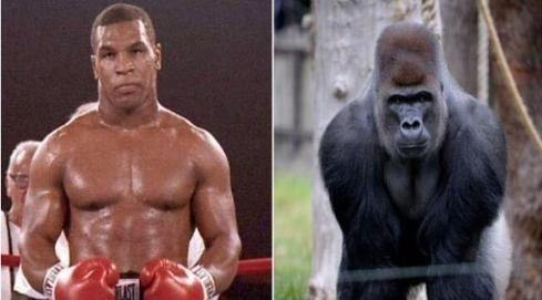 1988年，22岁的拳王泰森，逛动物园时给了饲养员一万美金，让他把栅栏打开，自己