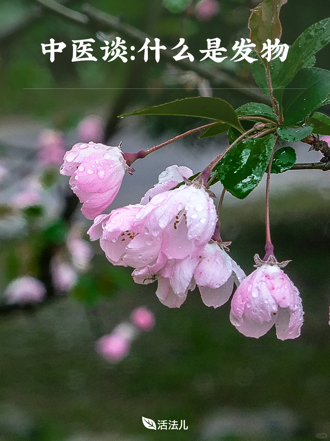 中医名词：什么叫做“发物”？