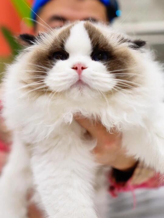 你家布偶猫值多少钱？免费鉴定！发图问我！