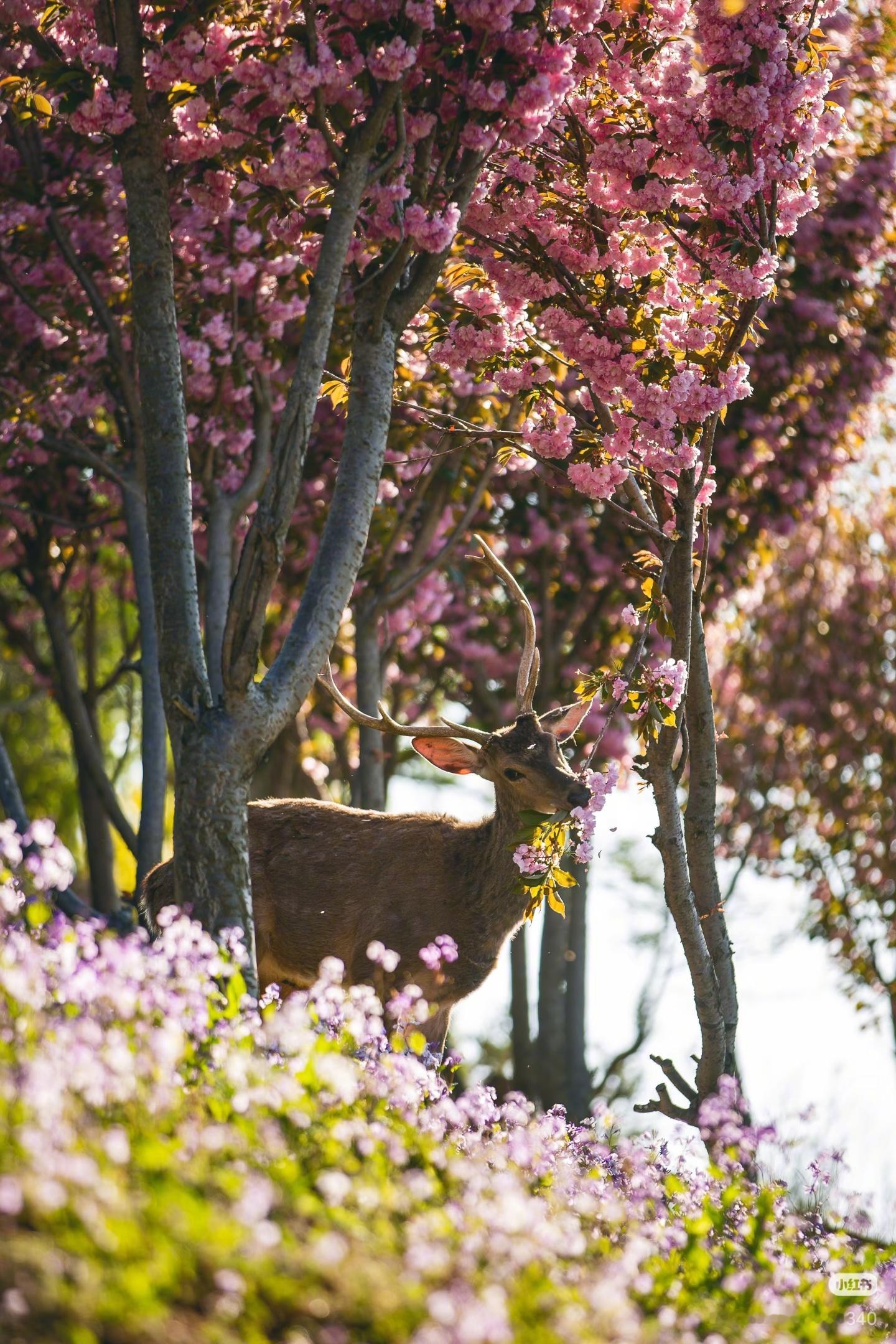前6张是中国大连的鹿，后3张是高市早苗老家奈良的鹿，你就说奈良的鹿有什么好看的，
