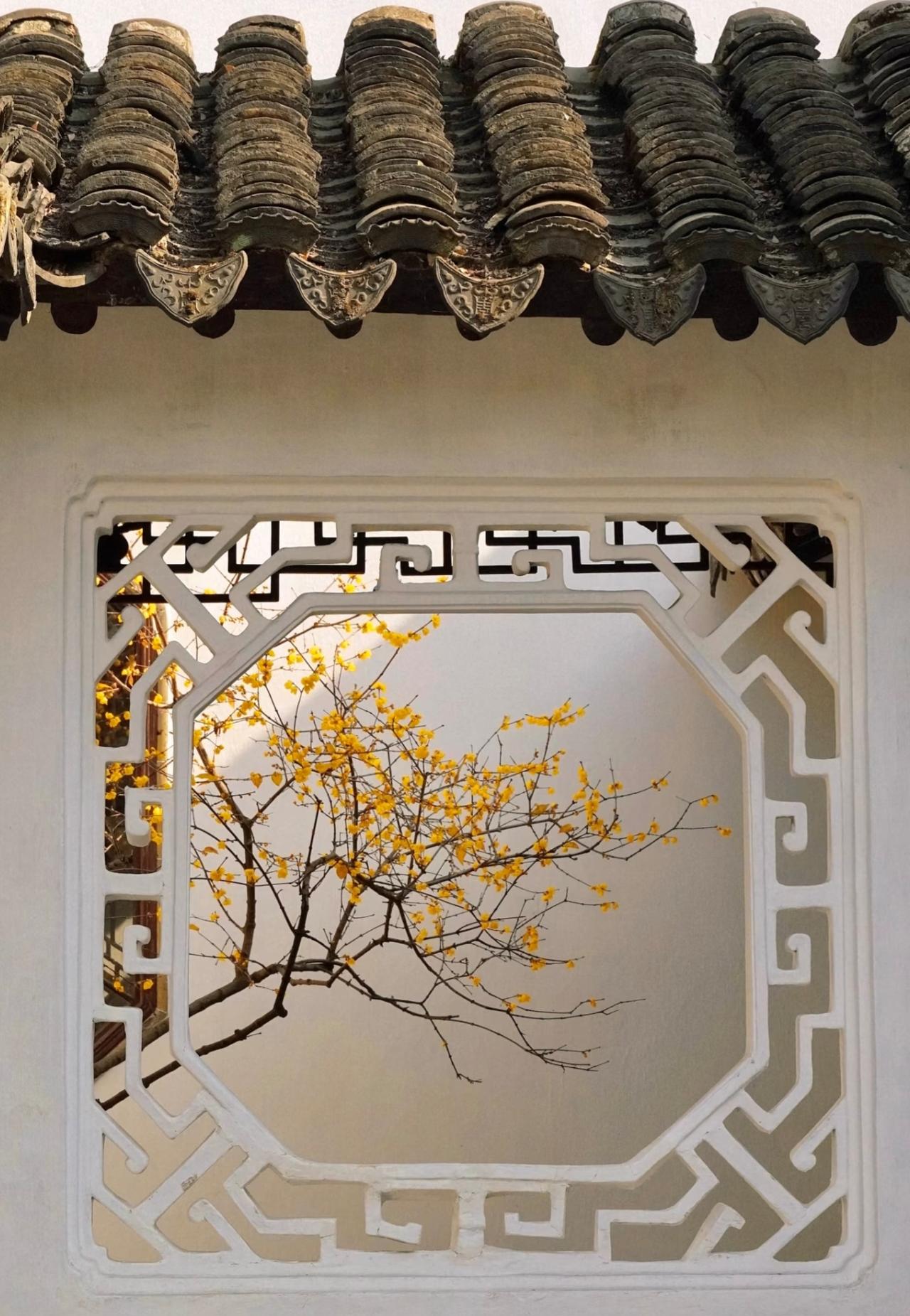 苏州赏梅
苏州园林的冬天
一定是清新的腊梅味道
走在园林中
连风中都夹杂着诗意