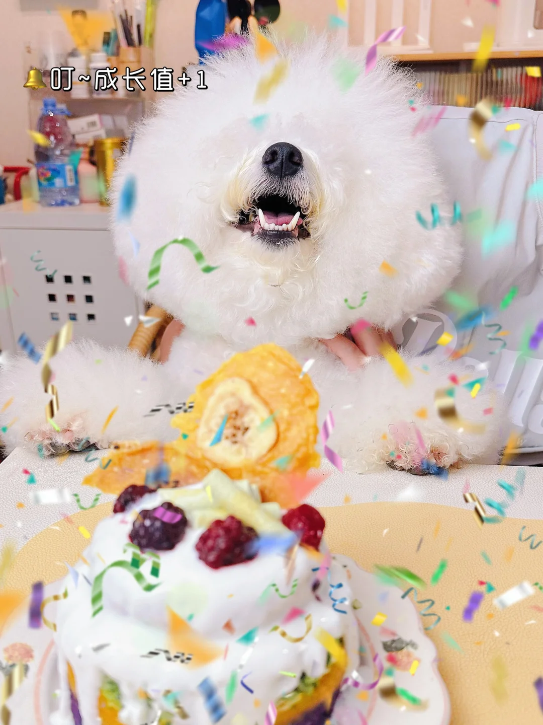 小狗过生日啦～
