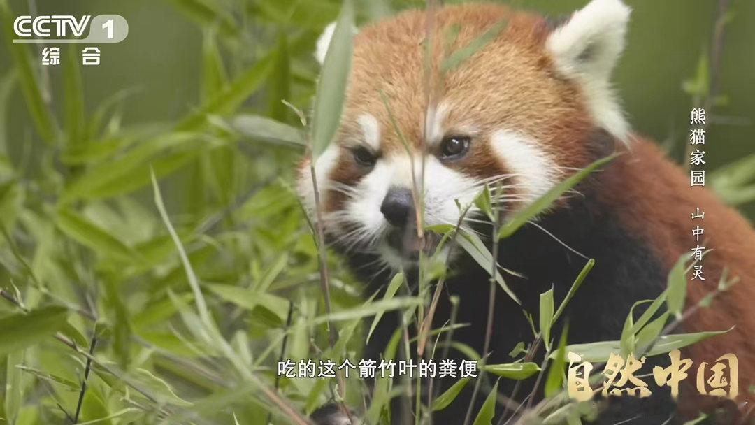 小熊猫的便便是清新竹叶香小熊猫在苔藓睡觉的原因 小熊猫选树杈睡觉，专挑长满苔藓的