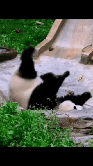 渝爱是不是快把自己的大脑壳摇成电钻了？不知道小爱姐的头晕不晕？我晕，眼好晕[星星