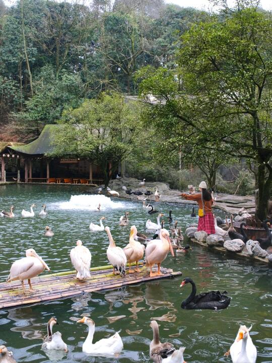 成都周边.....这竟然可以和动物零距离合照‼