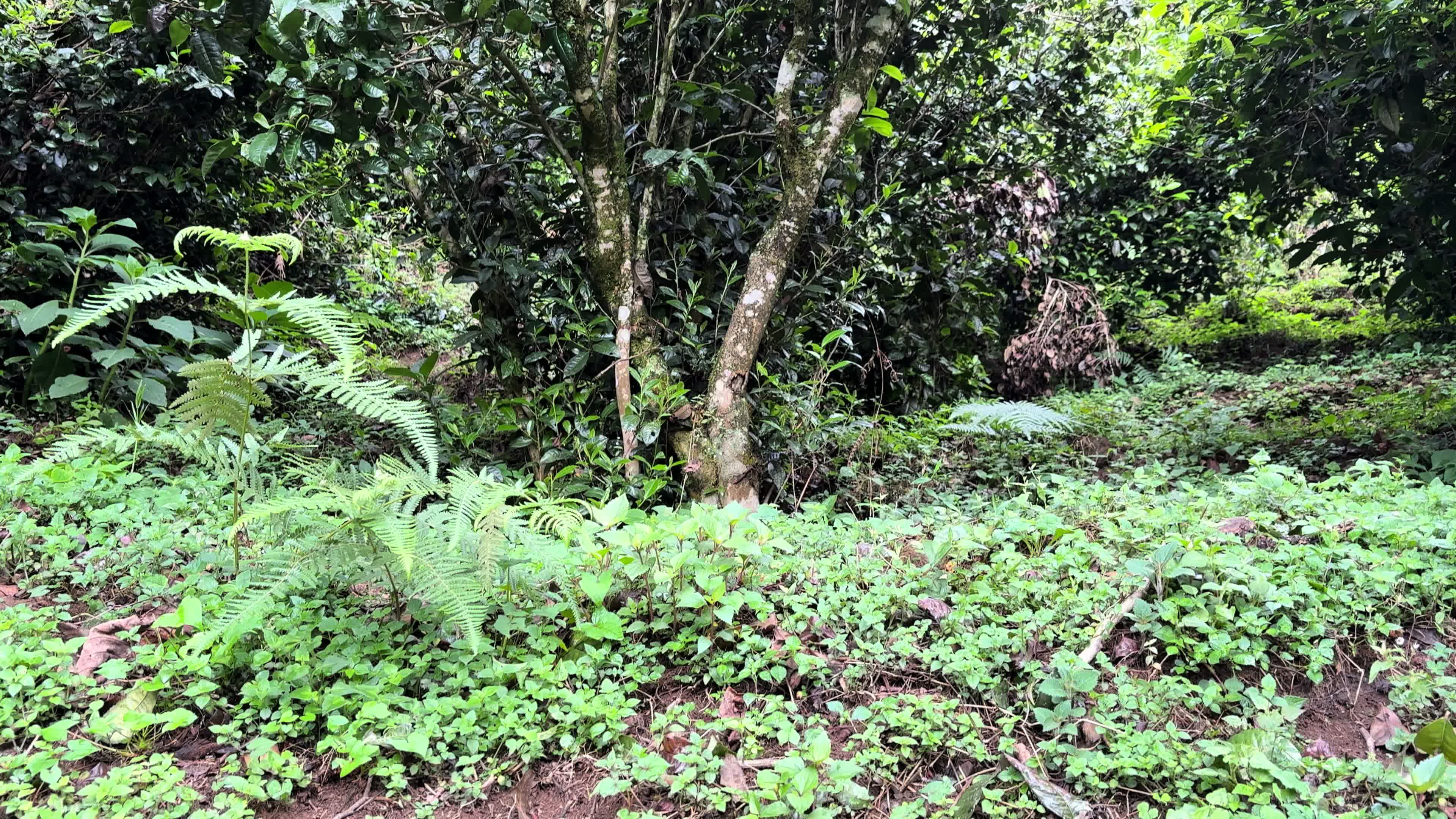 从nku毕业生到茶山主理人，每一步都算数。慢慢累积了自己稳定的客源和稳...