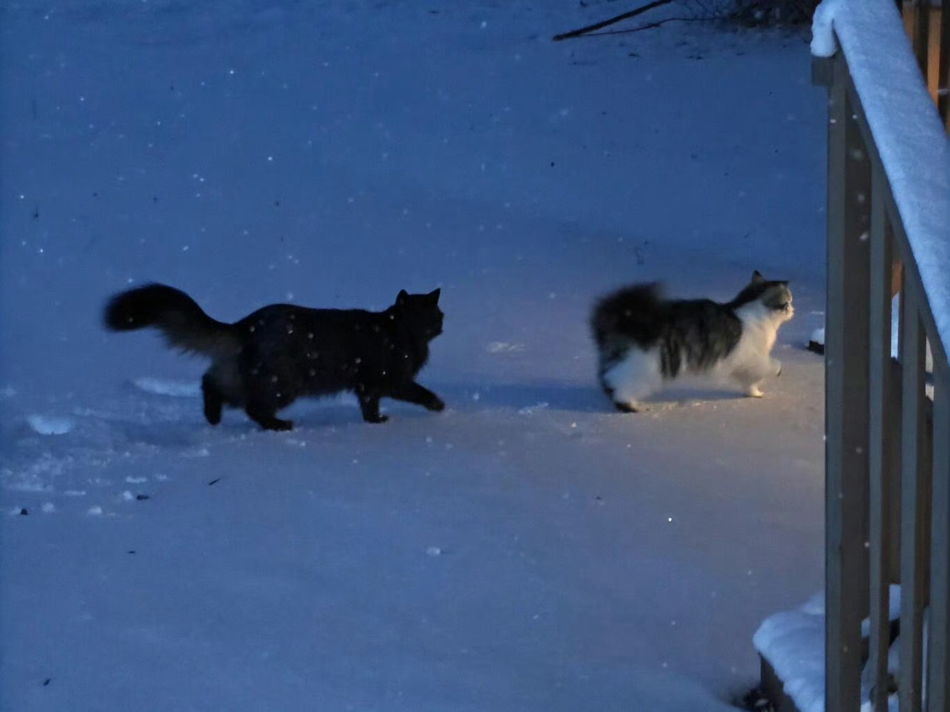 风雪夜归人 