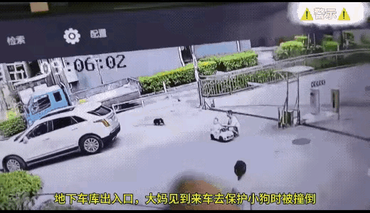 可怕的车辆仰视的视觉死角，让保护未栓绳小狗的大妈付出代价！

当大妈看到有地库有