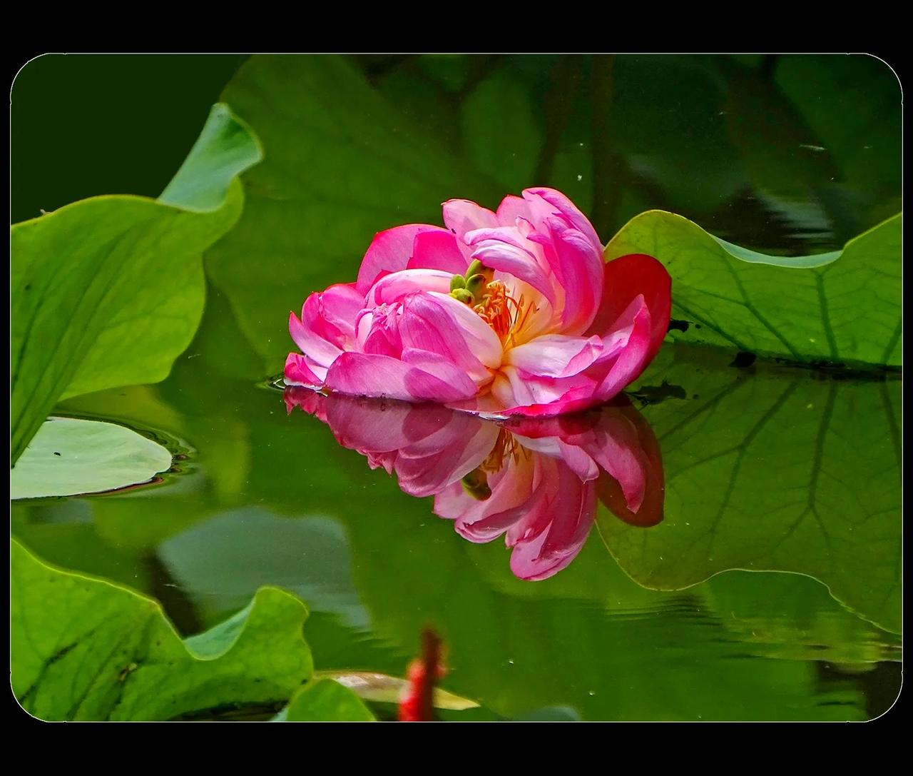 《“水芙蓉”和“木芙蓉”》
        荷花叫水芙蓉，和木芙蓉之间没有亲缘关