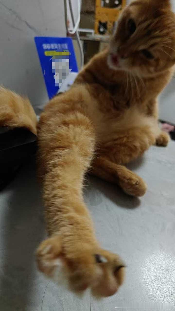 49015【丑猫】丑的没话说！！ 