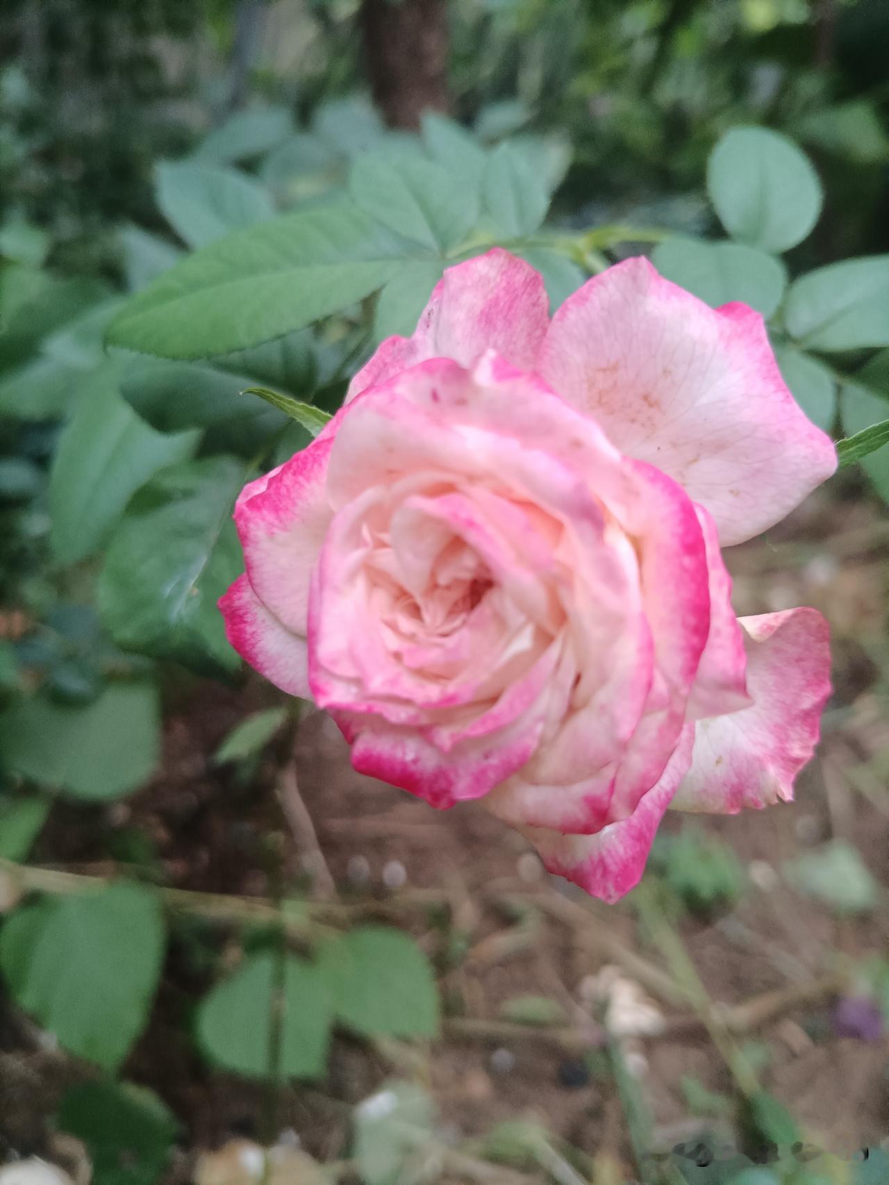 雨后的鲜花太娇艳了，花香让人沉醉！