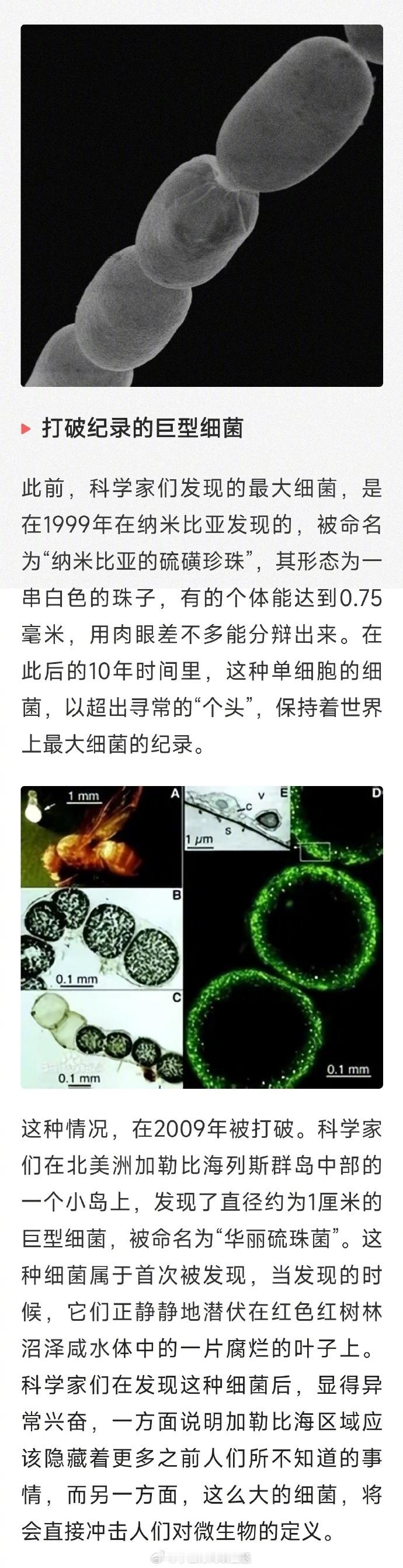打破纪录！科学家发现世界最大细菌，长达2厘米，肉眼可见细菌是地球上分布范围最广、