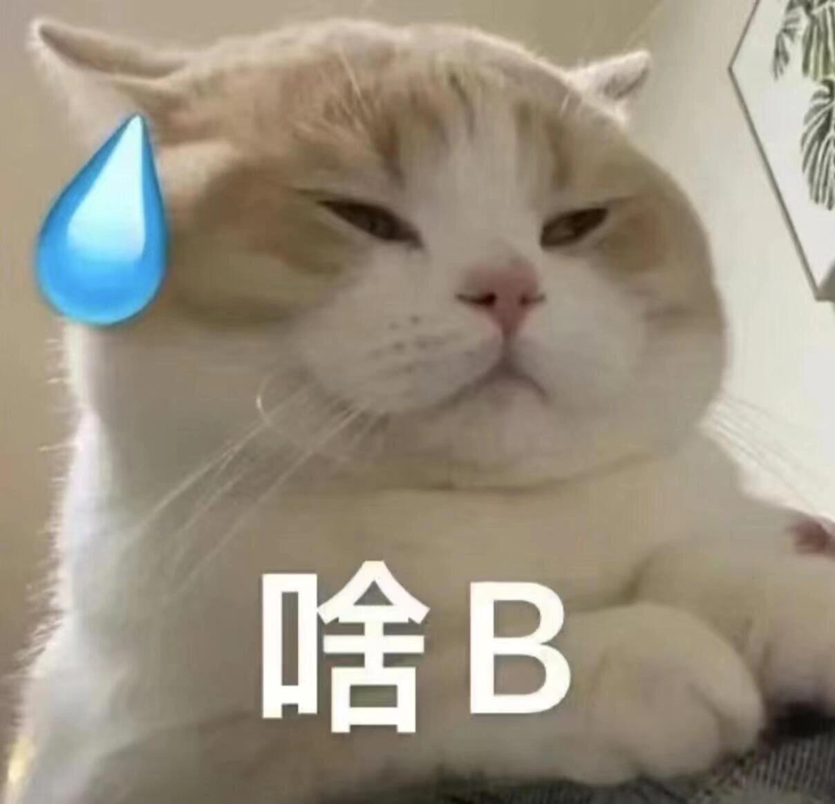 𝙎𝙝𝙖𝙧𝙚 精神状态发疯表情包|||奇奇怪怪的表情包又增加了   