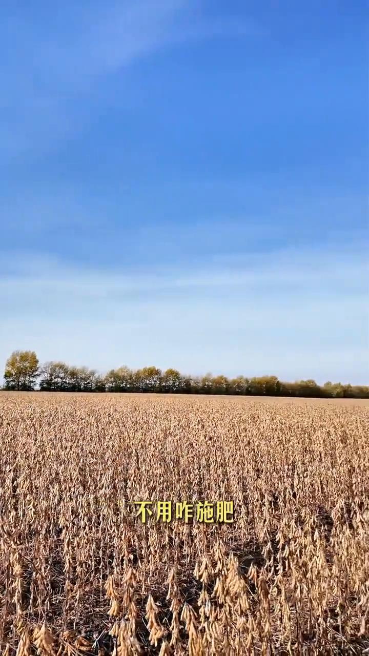关于黑土地，黑土的营养多用有机肥。
要是黑土地没有营养了，那真的是要命了。以前种