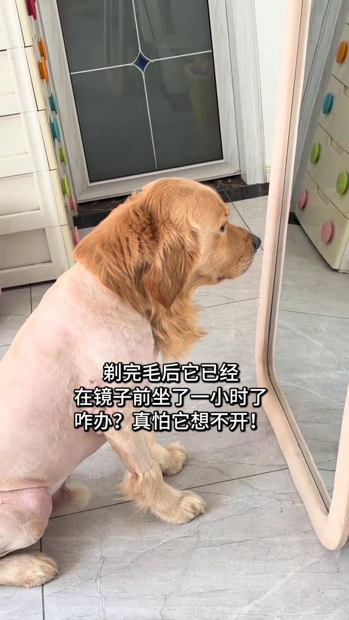 剃完毛后它已经在镜子前坐了一小时了，咋办？真怕它想不开！