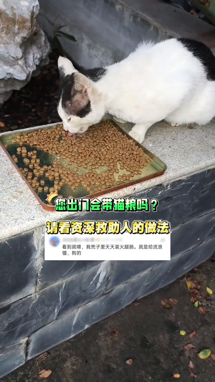 您出门会带猫粮吗？请看资深救助人的做法。
看到就喂，我兜子里天天装火腿肠。就是给