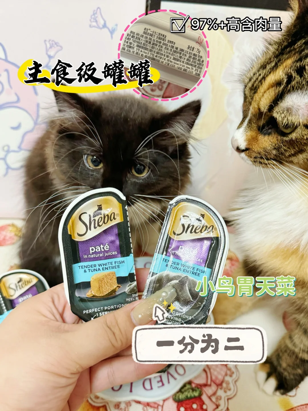 🤨轻松拿捏小猫的罐头!