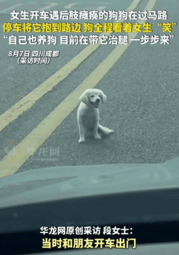 感动！四川成都，女生开车遇到狗狗过马路，没想到，狗狗后半身瘫痪了，艰难在马路中间