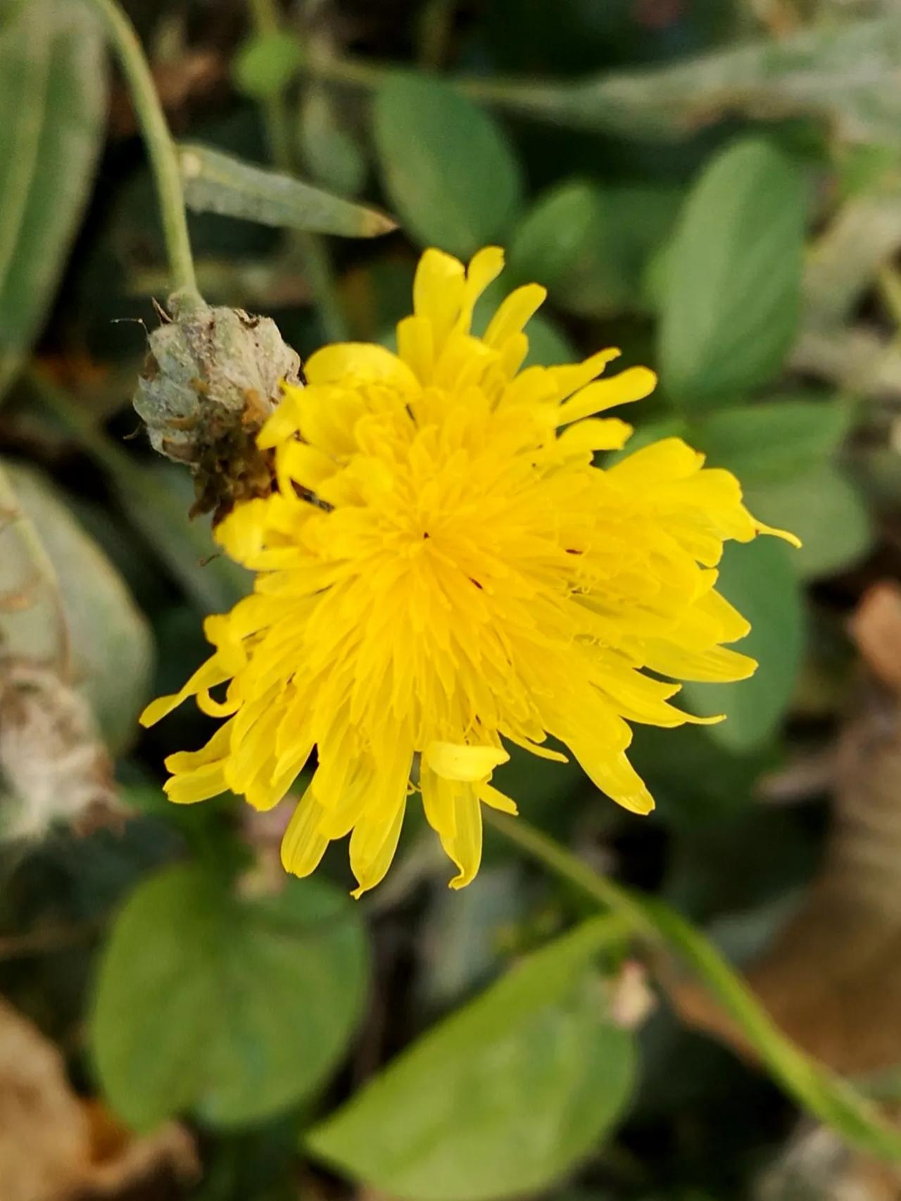 苦苣花，花虽小，却极为艳丽别致呀！[笑][彩虹][微风][烟花]