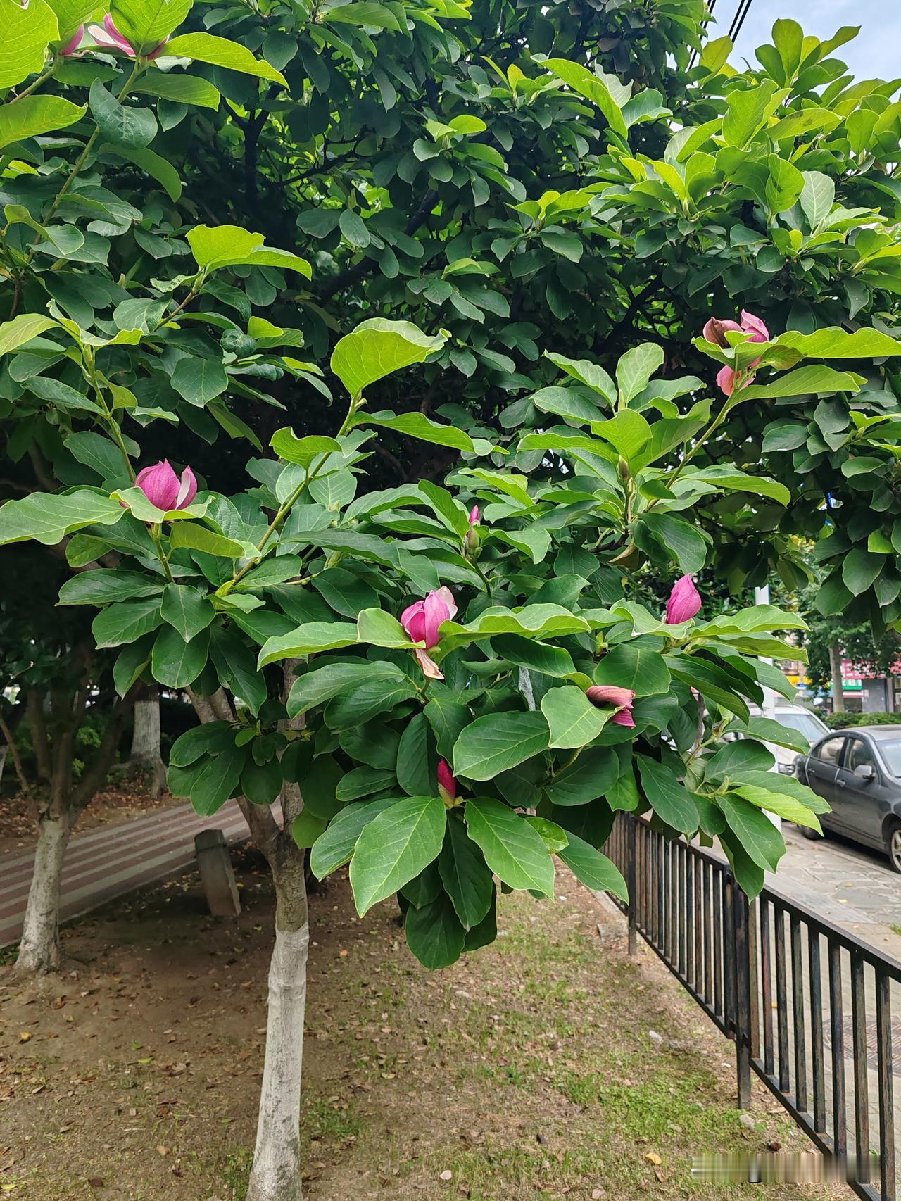你们看过玉兰花六月份绽放的吗？🍎🇨🇳🍎
按常规我们这里每年2、3月份是玉