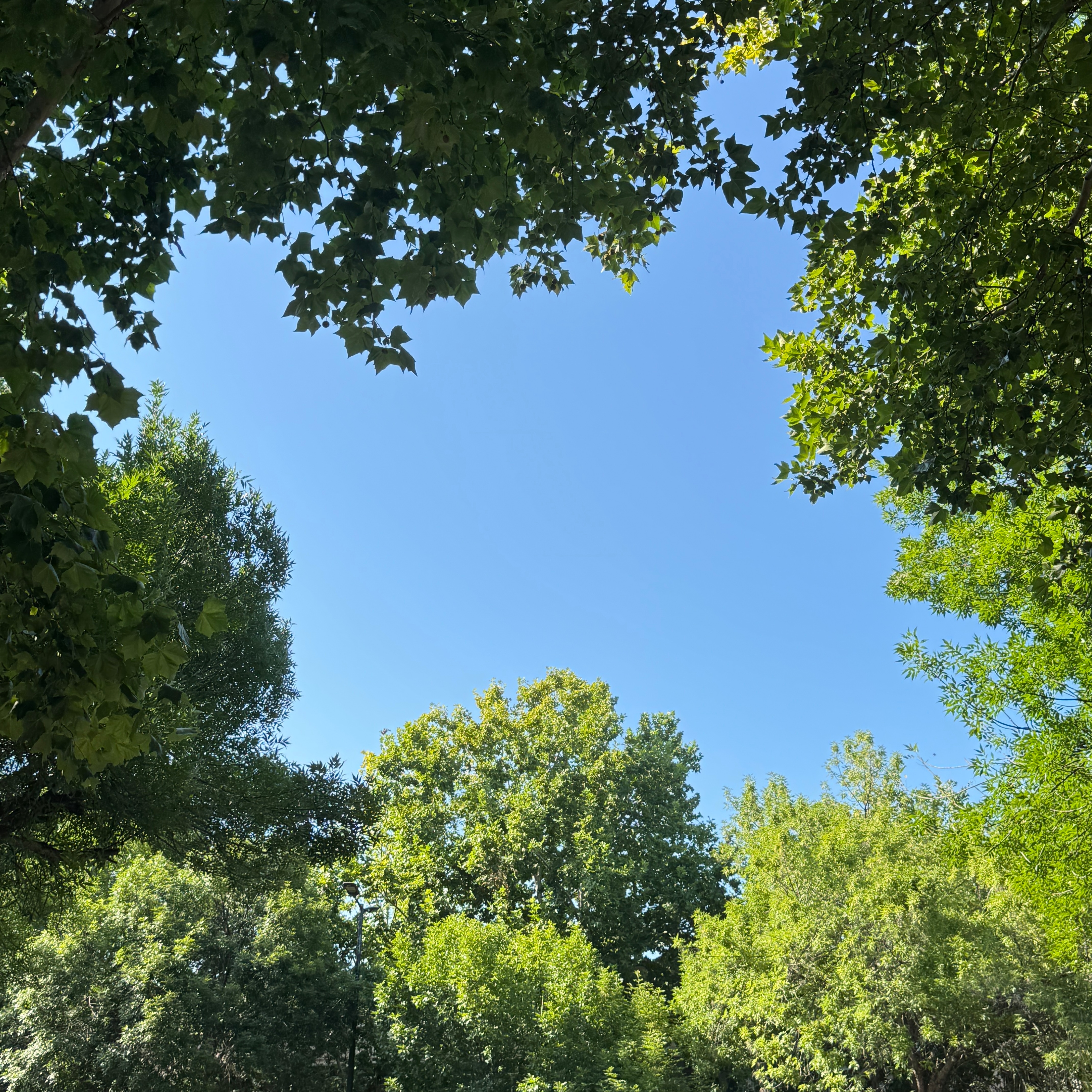 把立秋后的温柔交给光影，框住蓝天，花开正好，微风不燥，日常满是惬意。睡个好觉٩(