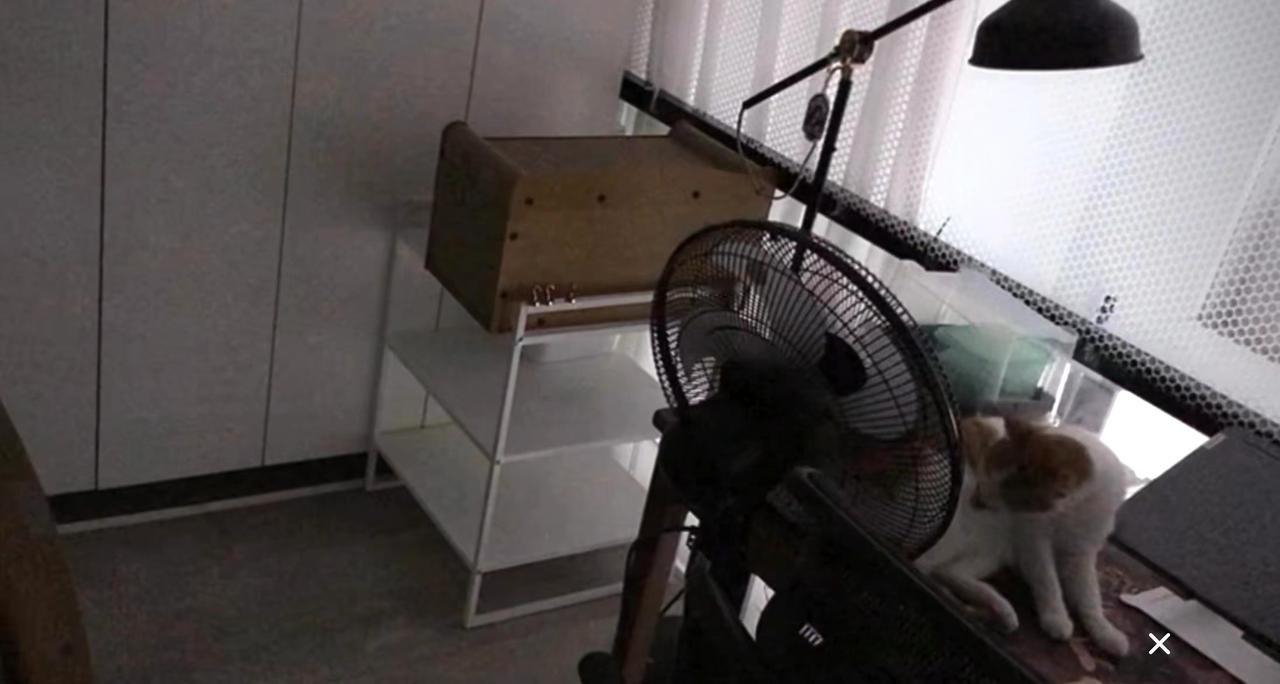 麻麻说：“波罗目前放在二楼书房没去打扰，它白天一声不吭趴在这个角落警戒门口，第一