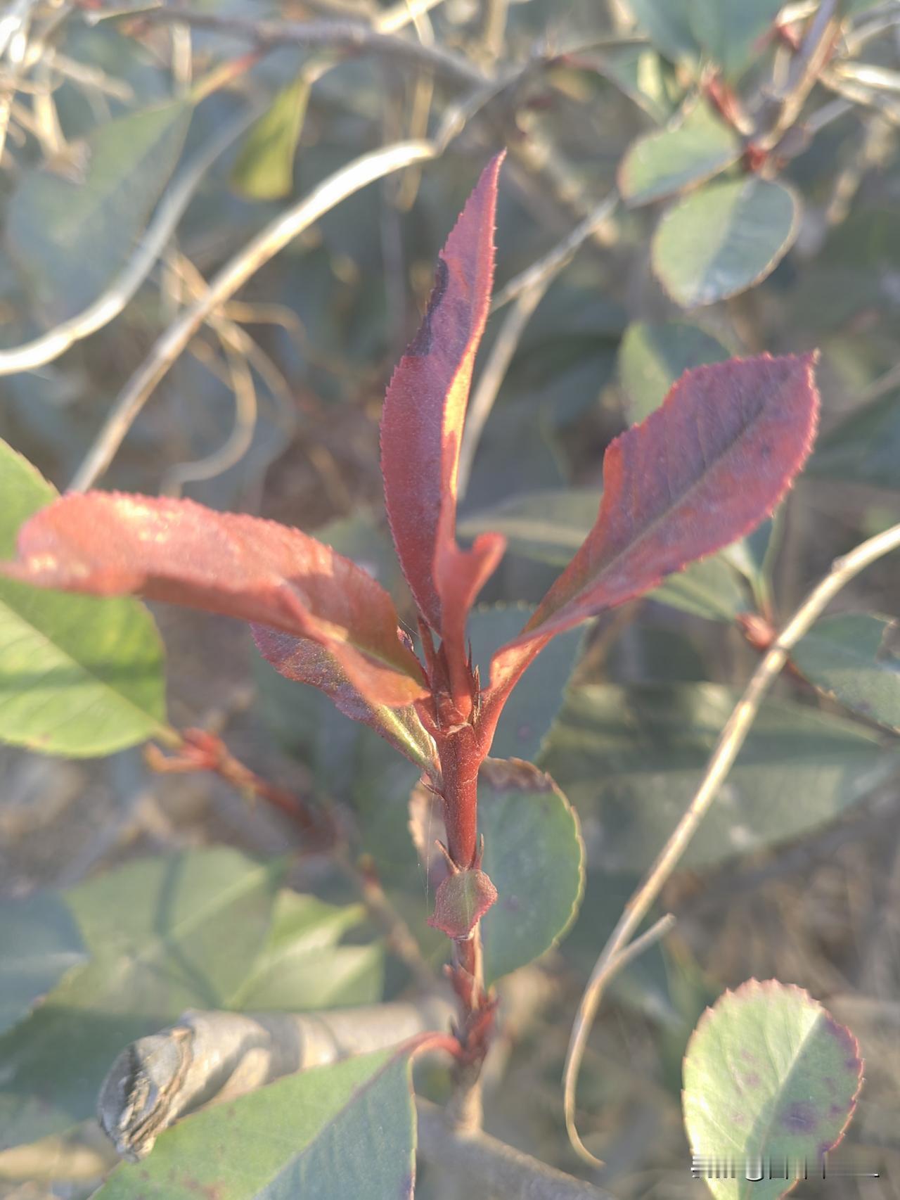 春意渐浓，红叶点缀枝头，自然之美尽收眼底。