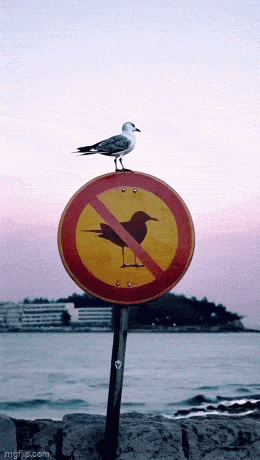 鸟生就是用来突破和挑战
否则和那些闲鱼有什么分别！