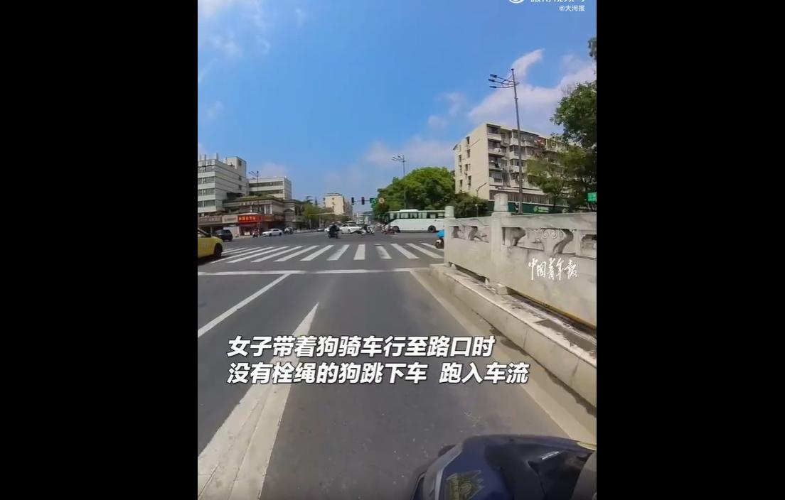 近日，江苏南京一女子带狗出行未牵绳，小狗冲入车流被车辆碾压，女子当场情绪崩溃。