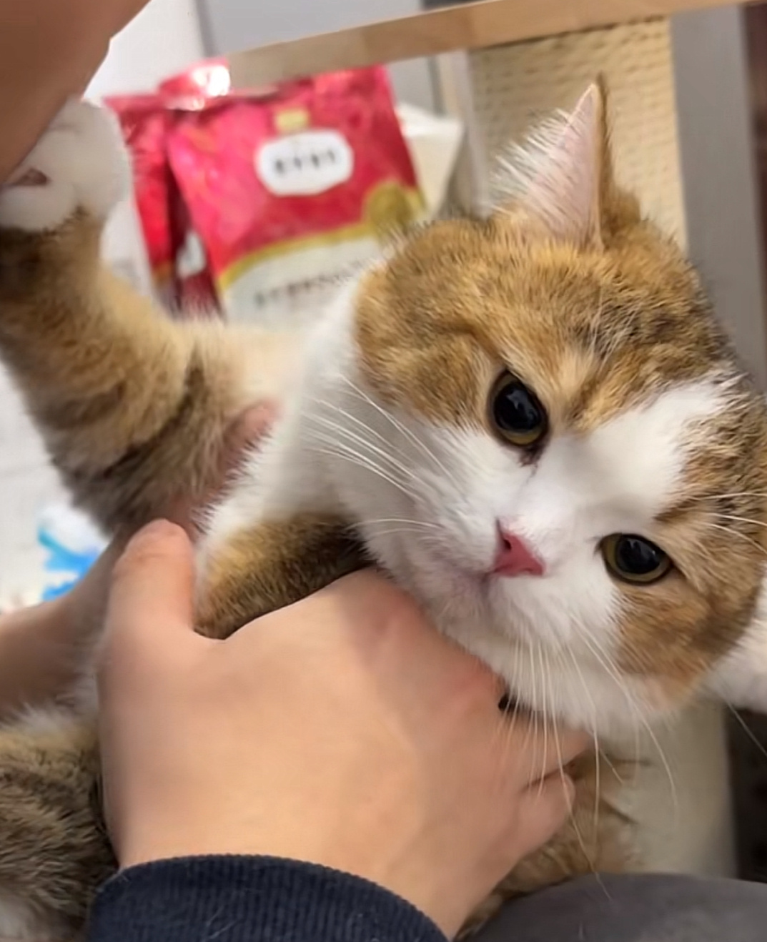 最喜欢倔强小猫[哇] ​​​