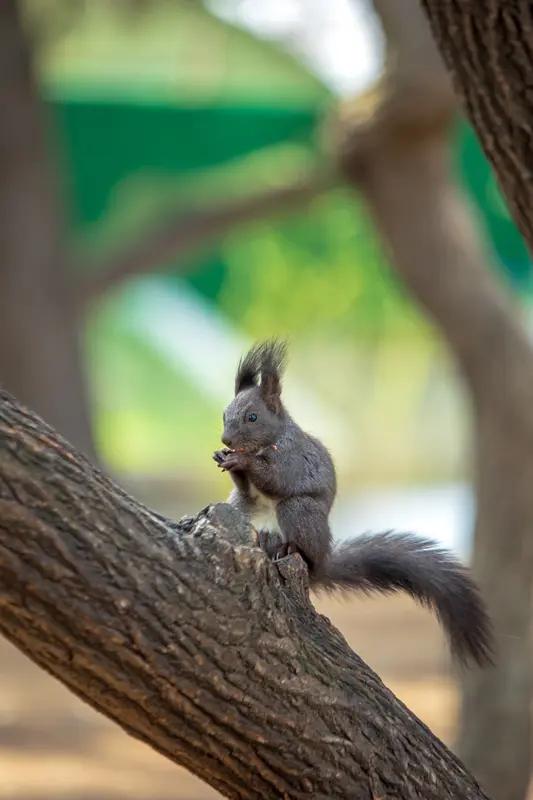 浮世砚，生活恰似一场奇妙之旅，“鱼的诱惑，鼠的回报”这样的事儿，实在是趣味横生。