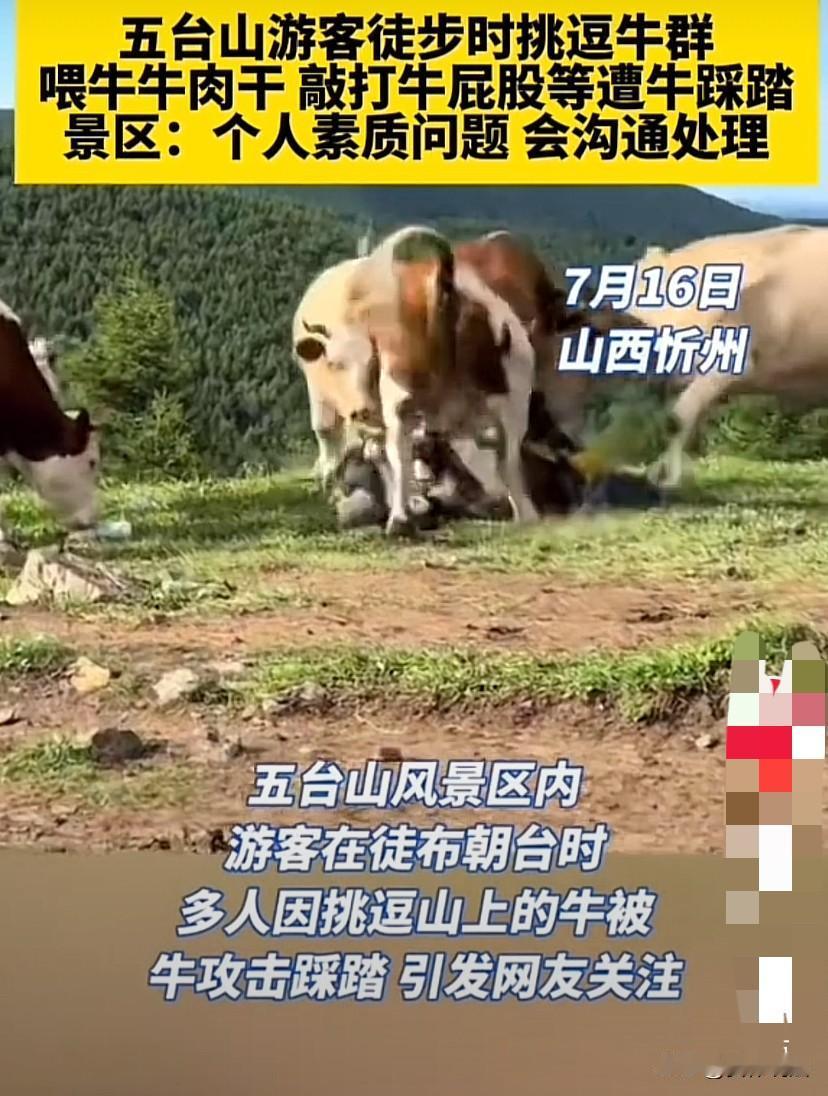 山西忻州，几名游客在五台山景区徒步时挑逗牛群，骑在牛身上拍照、敲打牛屁股也就罢了