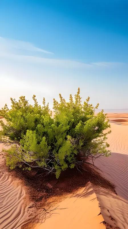 一方面，伴随沙漠边缘植被增多，能有效减轻风沙对农田的侵害。过去，狂风携着沙尘肆意