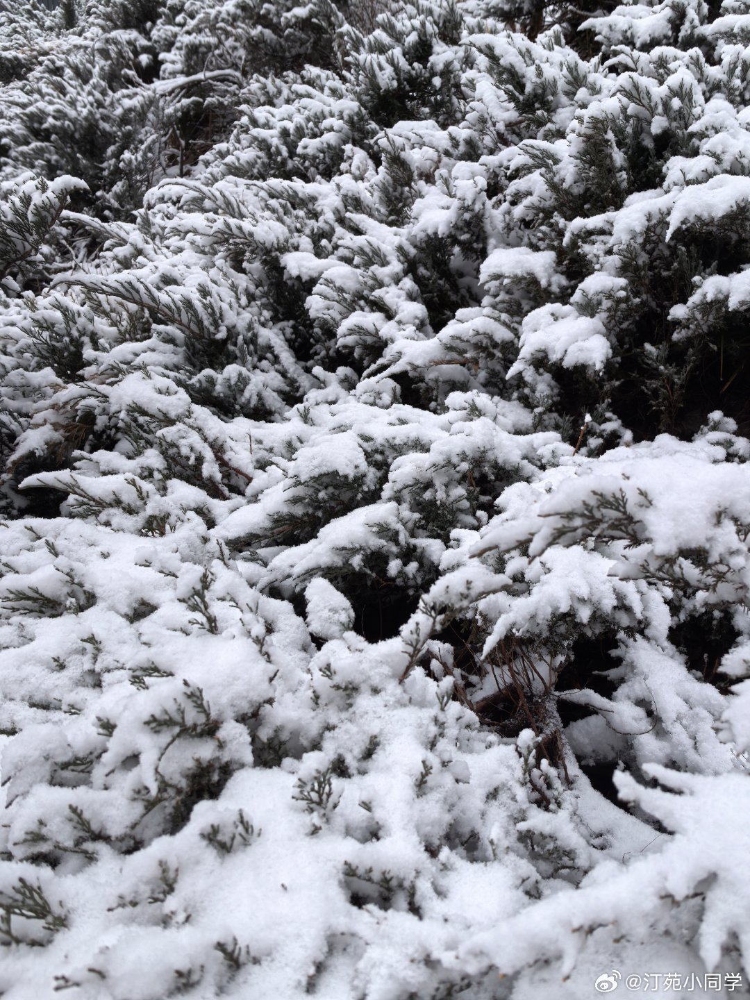 北京的雪真不小新年都未有芳华二月初惊见草芽白雪却嫌春色晚故穿庭树作飞花我的日常p