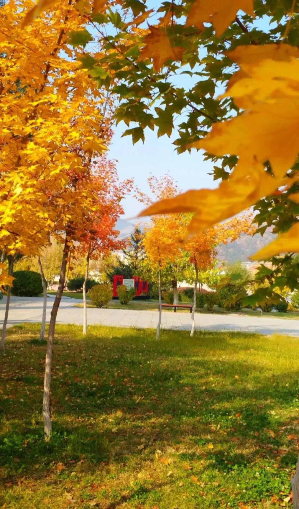 △△知  秋△△
☀️🍎🍃🍒
荷花休，黄叶稠，
暮然回首，一年又一秋。
天