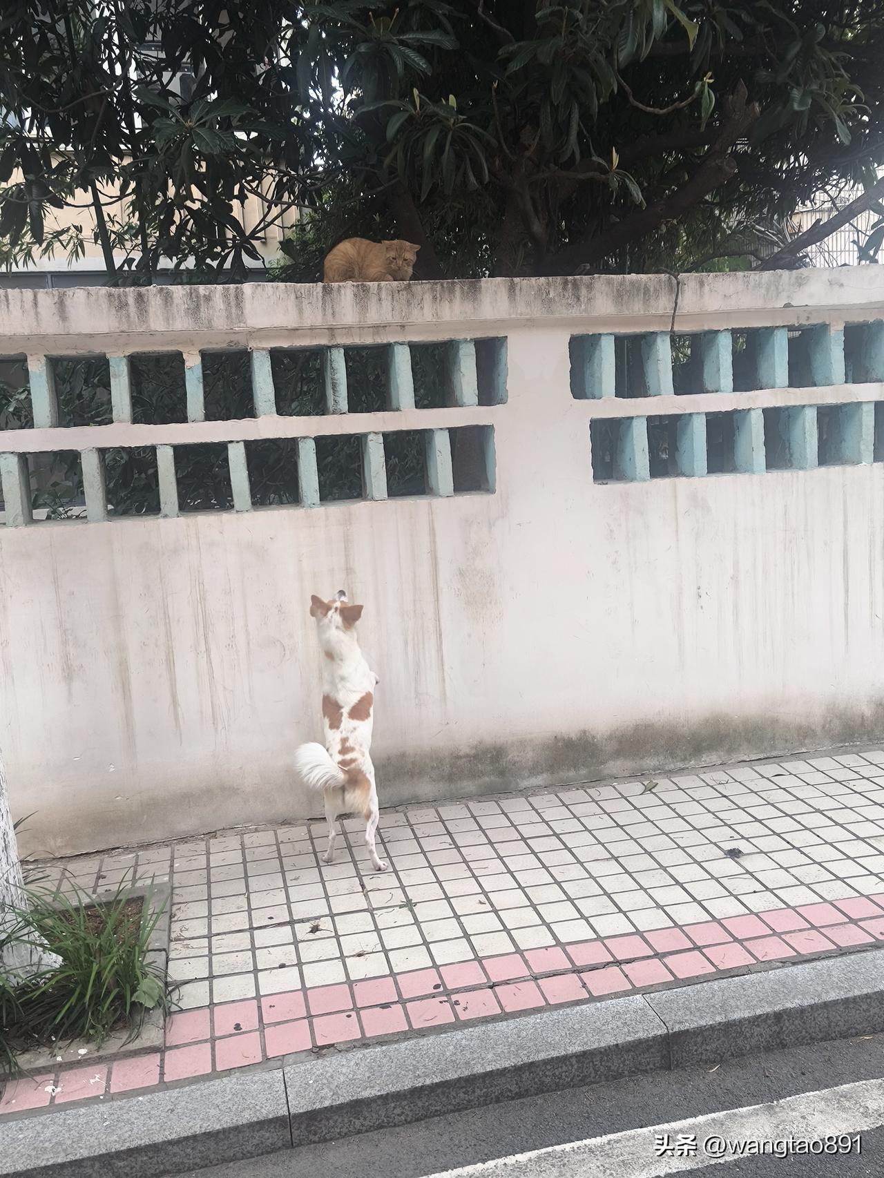 世道变了。
     带狗狗在小区散步，瞧见一只肥头大耳的猫咪在围墙上酣睡，狗狗
