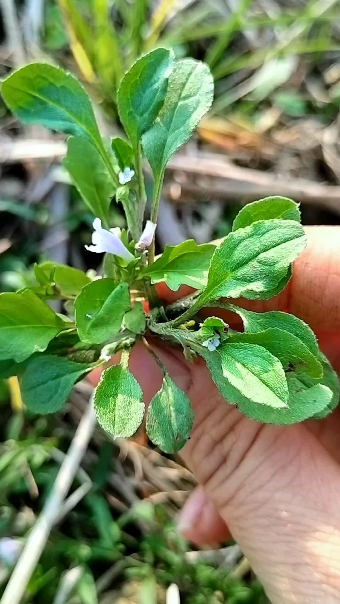 🌱田埂上的这棵小草，有人说是通泉草，也有人叫它伏地草，到底叫啥好呢？路过的小伙