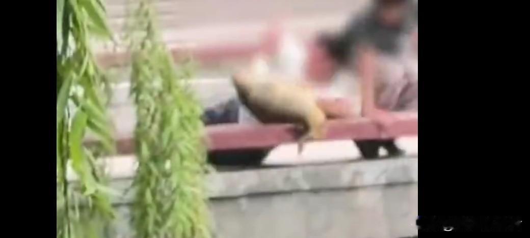 龙潭公园里面的大鱼光天化日之下被人抓走了

实在想不到居然有几名男子在公园偷钓